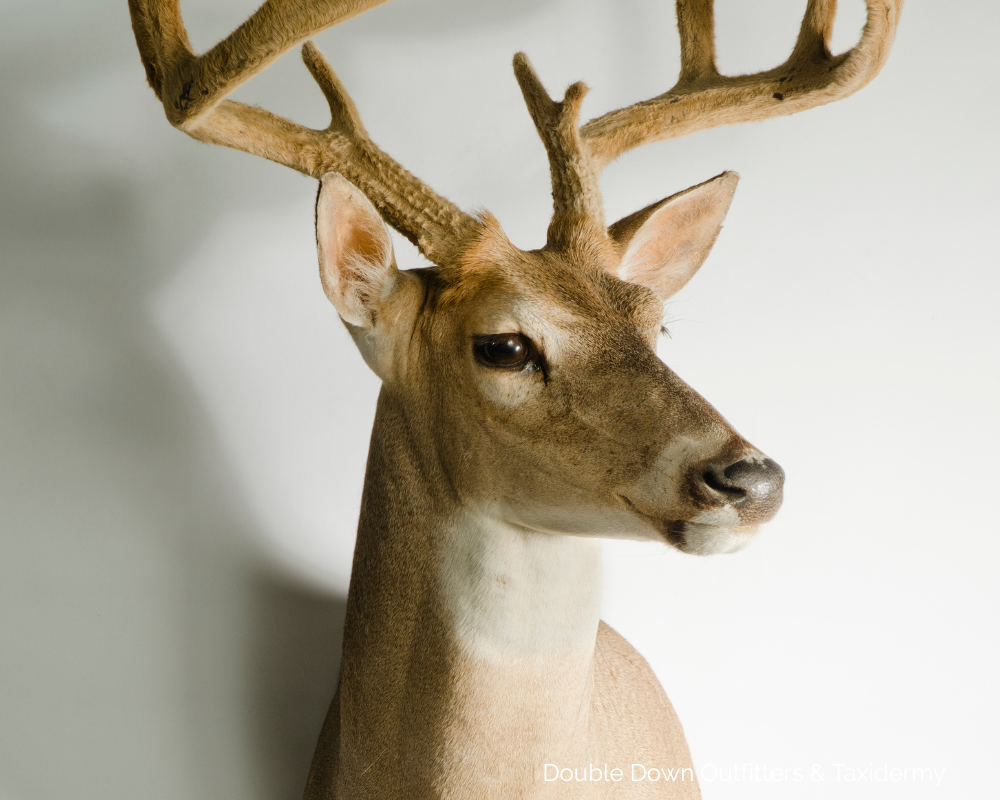 Should You Get a Shoulder Mount or European Mount? Here’s How to Decide